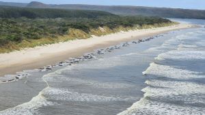 According to Tasmania's Department of Natural Resources and Environment, about 230 pilot whales have been stranded on a Tasmanian beach.