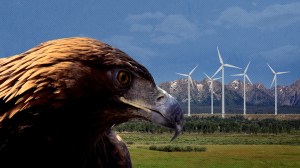 After repopulation efforts, more than 316,000 bald eagles exist in the U.S., but 30,000 golden eagles are at risk, thanks to Wyoming's wind farms.