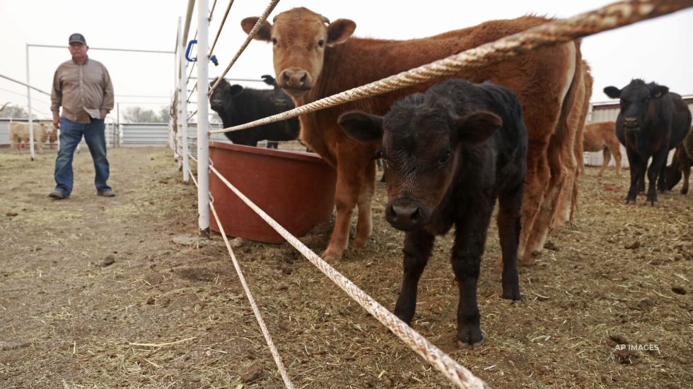 Meat delivery company Good Ranchers warned "a meat recession is knocking and supply is about to be tight" as the beef supply continues to shrink.