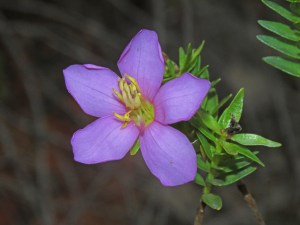 The flowering Microlicia patiensis was found in Brazil.