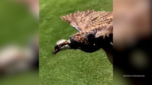 Scientists at New Mexico Tech, using pieces of dead birds, created a flying bird drone they hope to use in wildlife research.