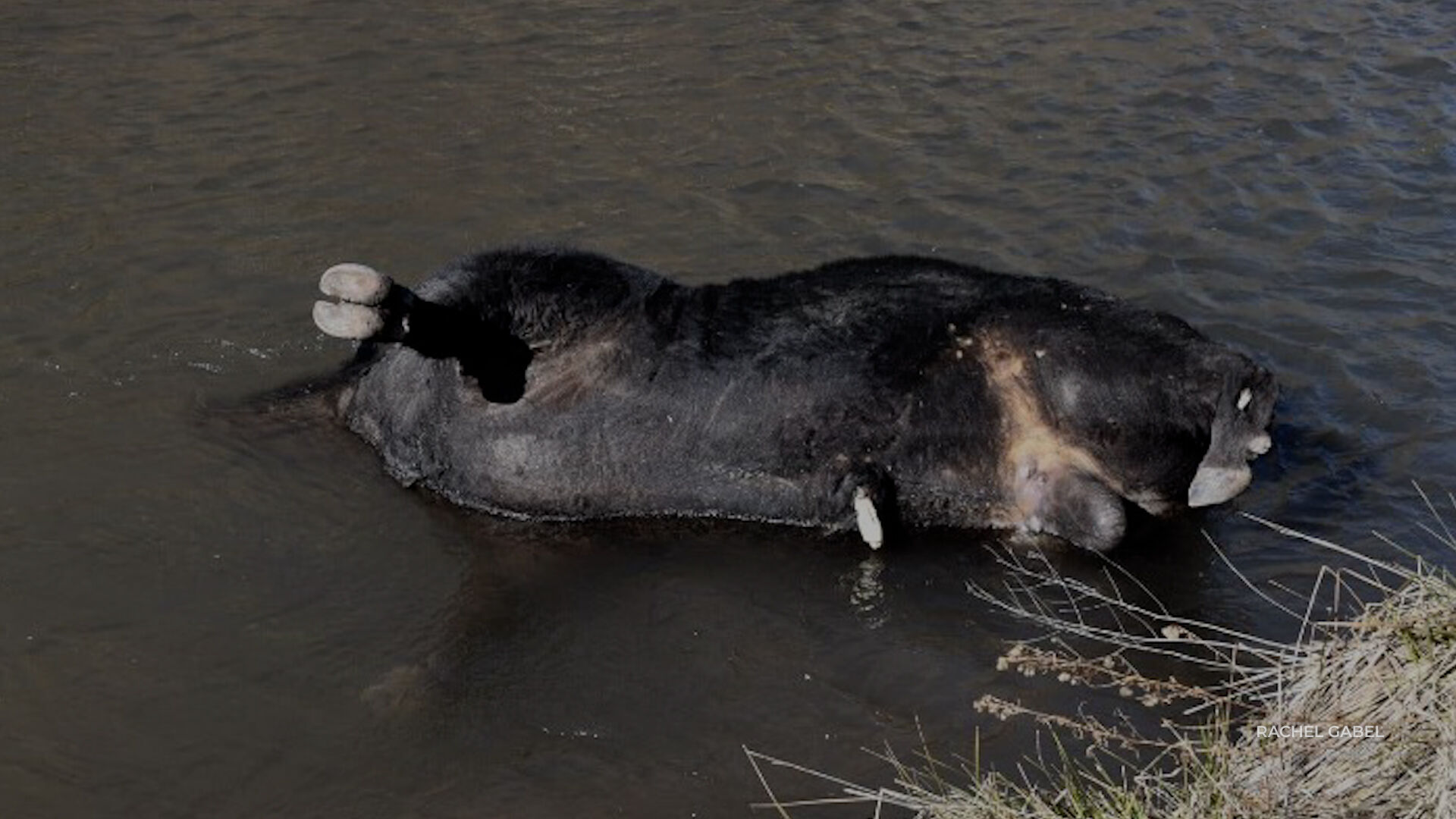 The National Forest Service said there are too many cattle in the Gila National Forest. The animals will be shot and left to rot.