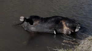 The National Forest Service said there are too many cattle in the Gila National Forest. The animals will be shot and left to rot.