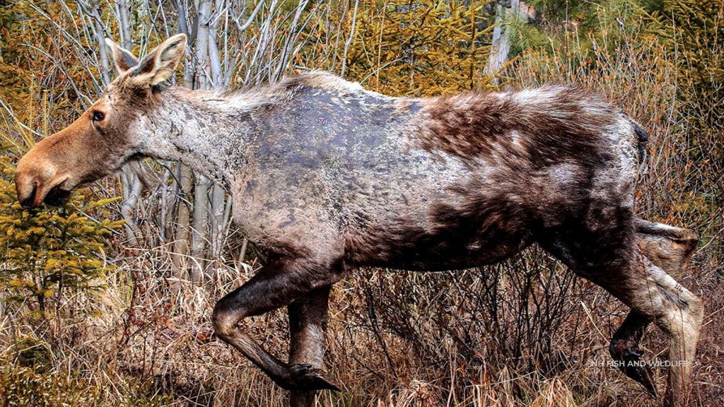 To counter winter ticks, Vermont allowing more moose hunting