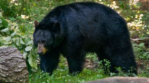 Michigan's Department of Natural Resources said hunters using melatonin in their bait traps is an alarming trend that can't continue.