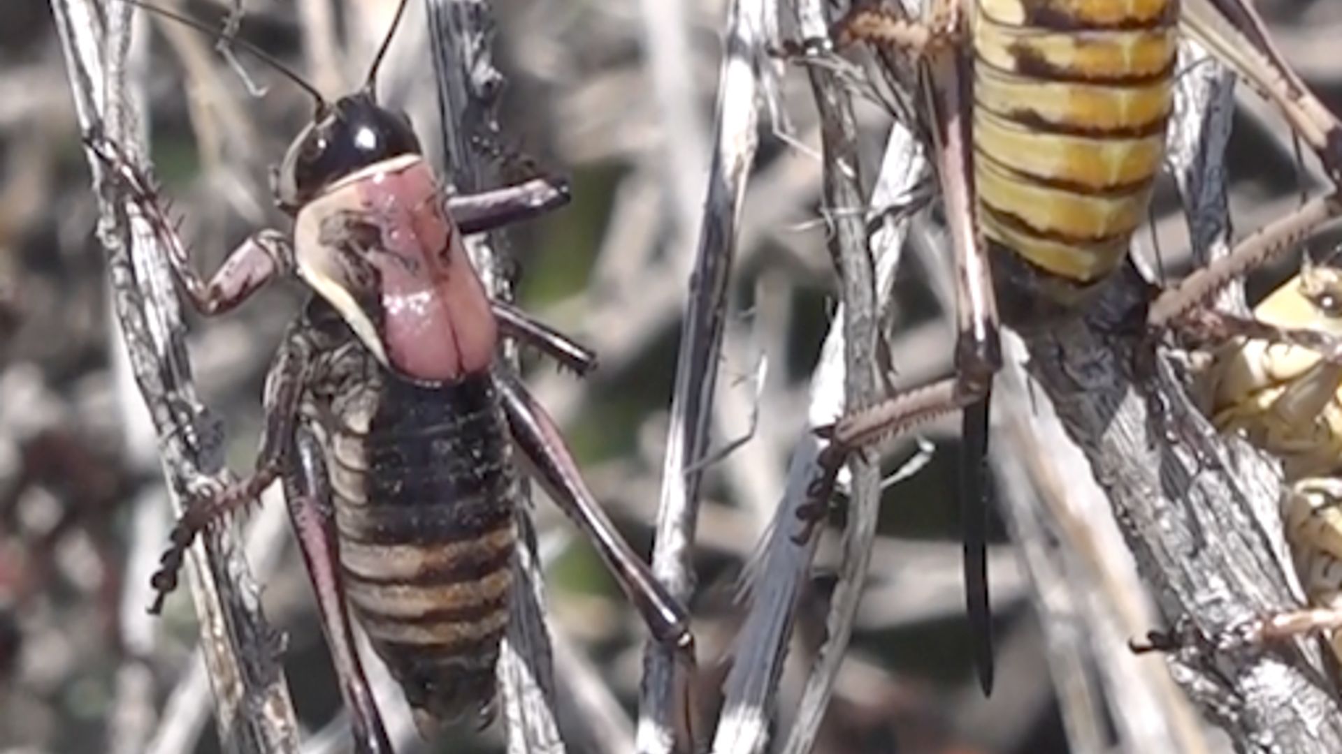 Swarms of ground-dwelling Mormon crickets have descended upon various parts of Nevada and Idaho, posing challenges for local residents.