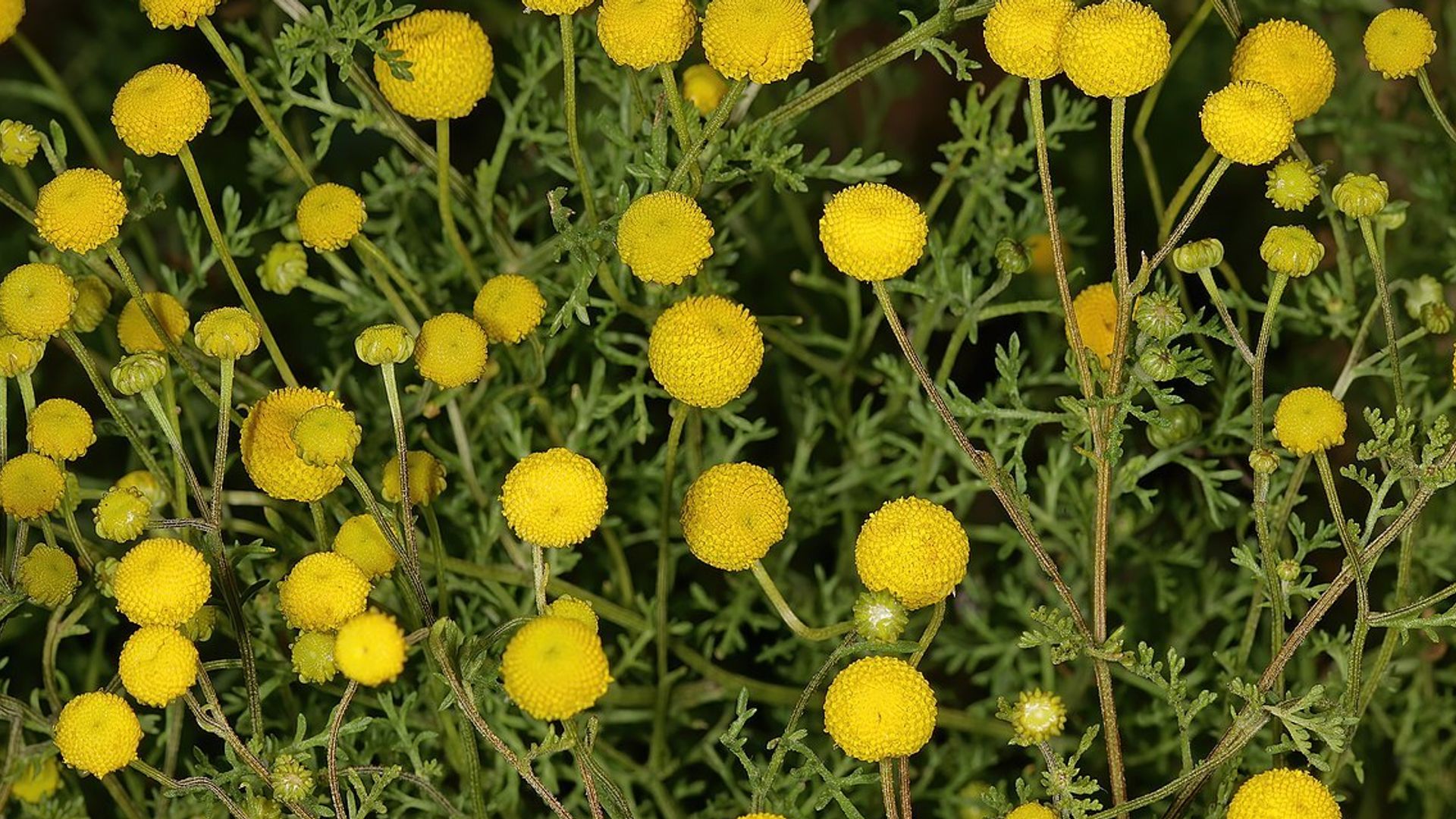 Stinknet, a noxious and invasive weed, is quickly spreading through Arizona, choking out native plants and sparking massive fire dangers.