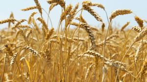 By cancelling the grain deal with Ukraine, Russia is looking for any way to crush the Ukrainian economy and kickstart a famine in the region.