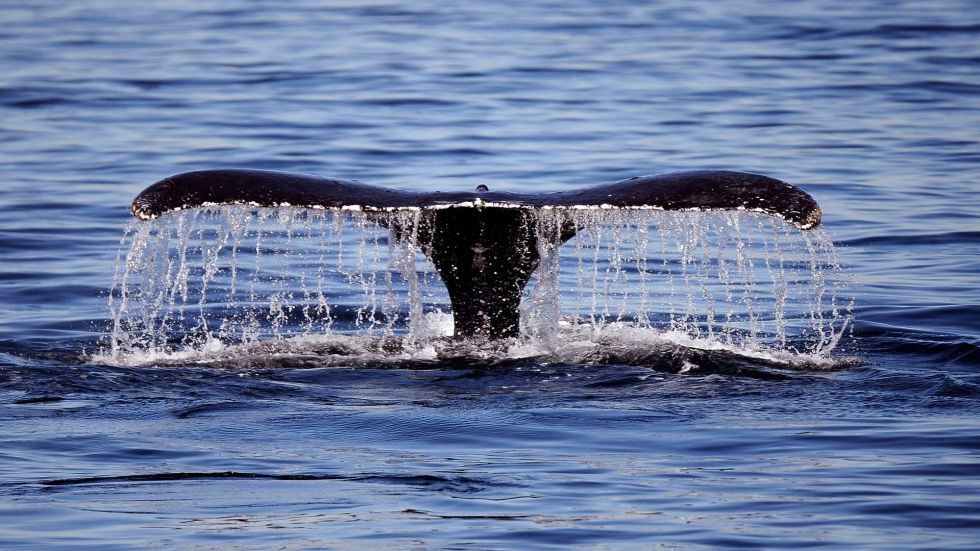 Researchers in Norway have been studying the impact oceanic man-made sounds have on marine mammals, but their tests are receiving backlash.