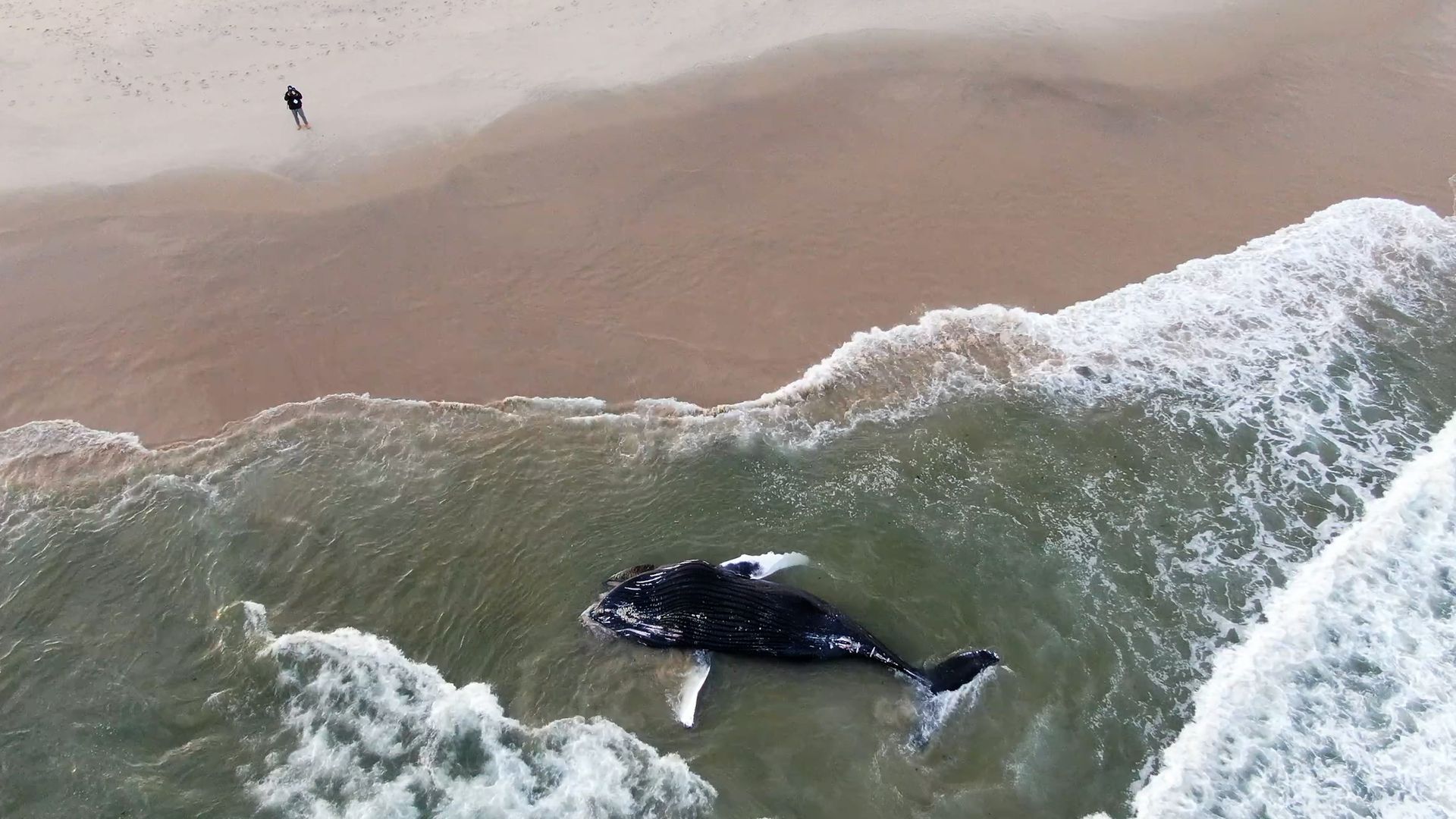 Despite a lack of evidence that offshore wind projects have caused whale strandings, the development can "harass" marine mammals.