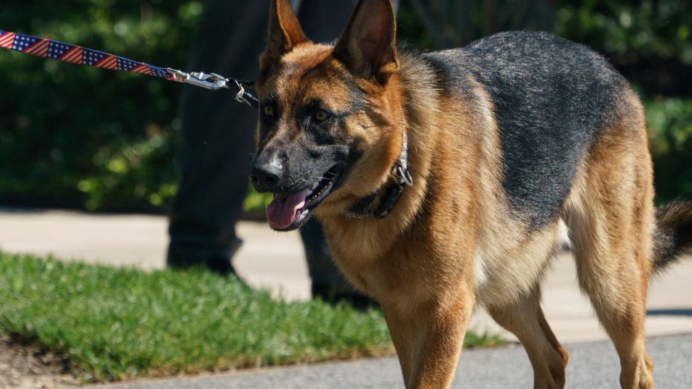 President Joe Biden's dog, Commander, is no longer at the White House after biting a staffer, according to a spokesperson.