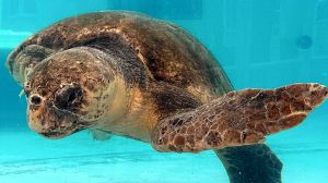 Sea turtle nests reach record breaking numbers in the U.S. amid worries of climate change threatening the future of the species.