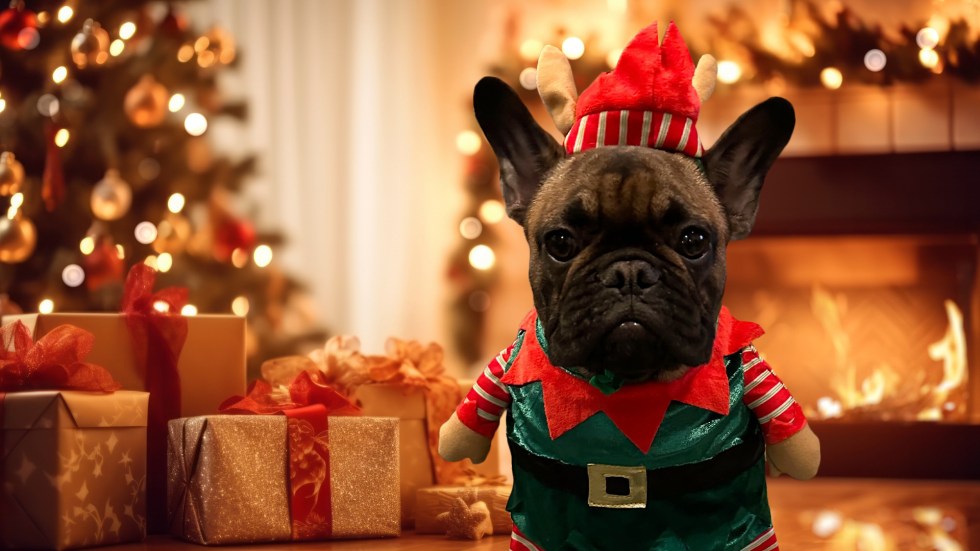 Eighty-nine percent of pet owners say they will spend money on them to maximize holiday joy. Here are the 2023 holiday pet spending trends.