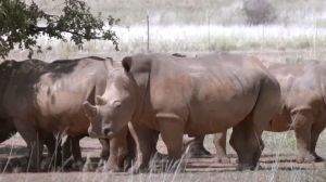 Using IVF to save the white rhino in Africa isn't just important for the species, it will shape a brighter future for all of us.