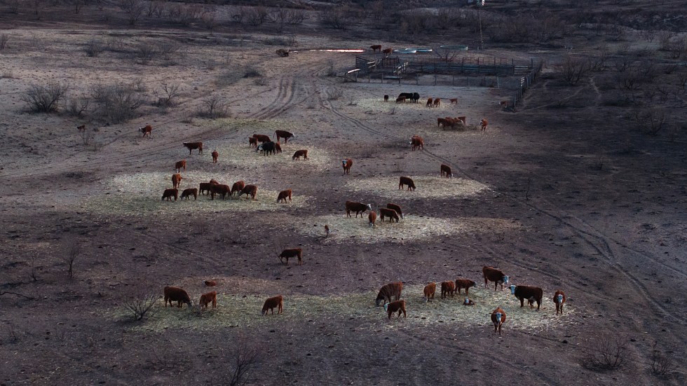 Following Texas' most catastrophic wildfire, the state's Panhandle landscape has turned into an expanse of ash, affecting the livelihoods of ranchers and thousands of livestock. Texas has established a committee to investigate the largest wildfire in its history, which claimed over 10,000 livestock and forced ranchers to make difficult decisions about their herds on land now devoid of grazing capability.