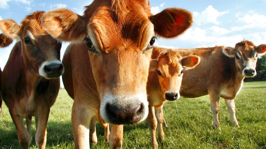 Bird flu fallout: USDA says milk is safe, states must test dairy herds