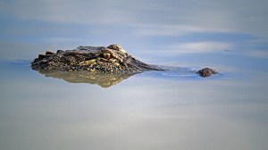 Texas Gov. Greg Abbott warns migrants of alligators in the Rio Grande amid ongoing border security disputes.