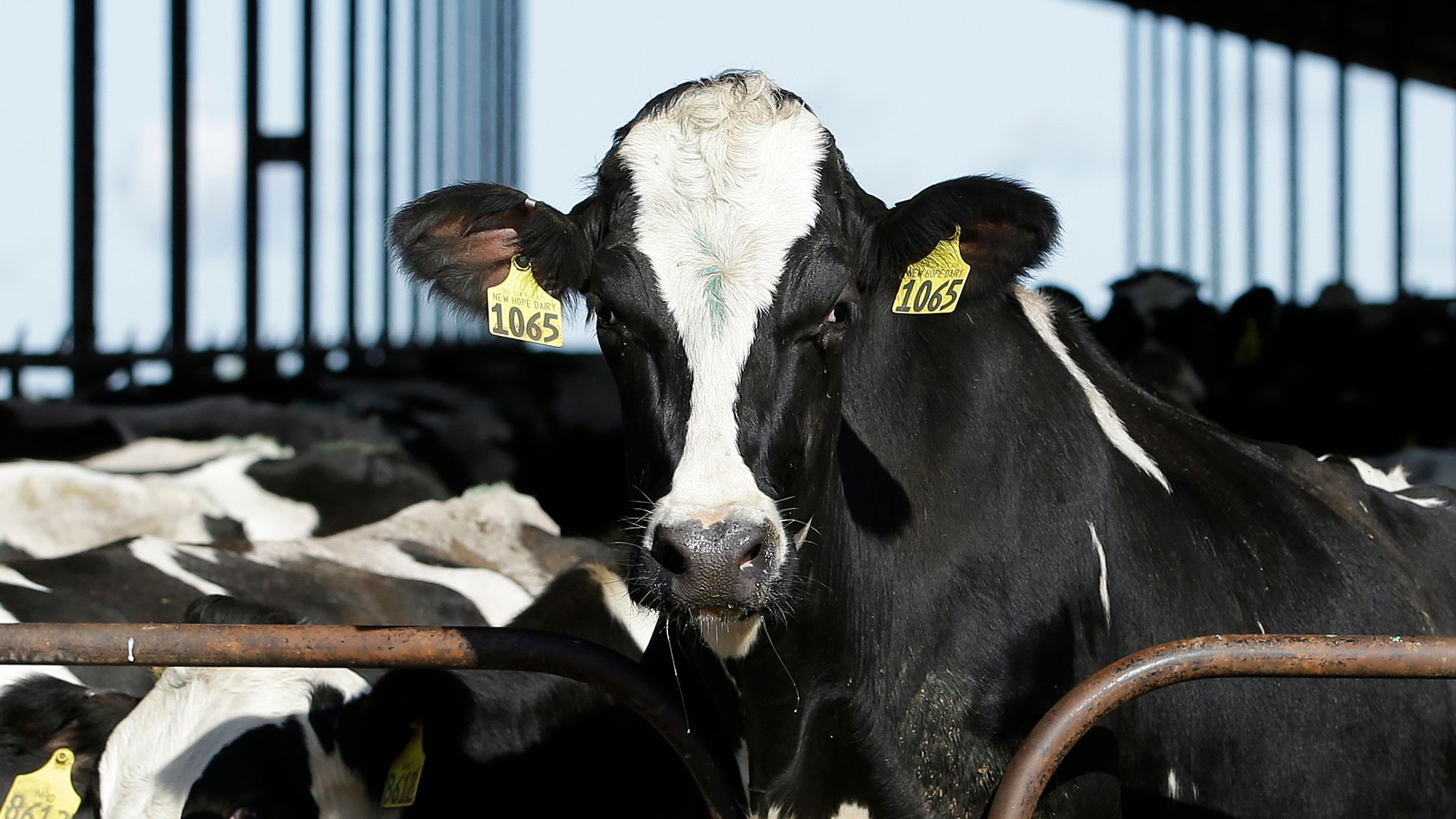 Concerns are growing about the potential spread of bird flu to humans after 70 farmers workers were exposed to the virus in Colorado.