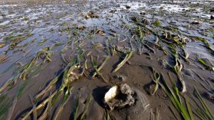 The FDA is warning against consuming some shellfish in Washington and Oregon after they were contaminated with toxins.