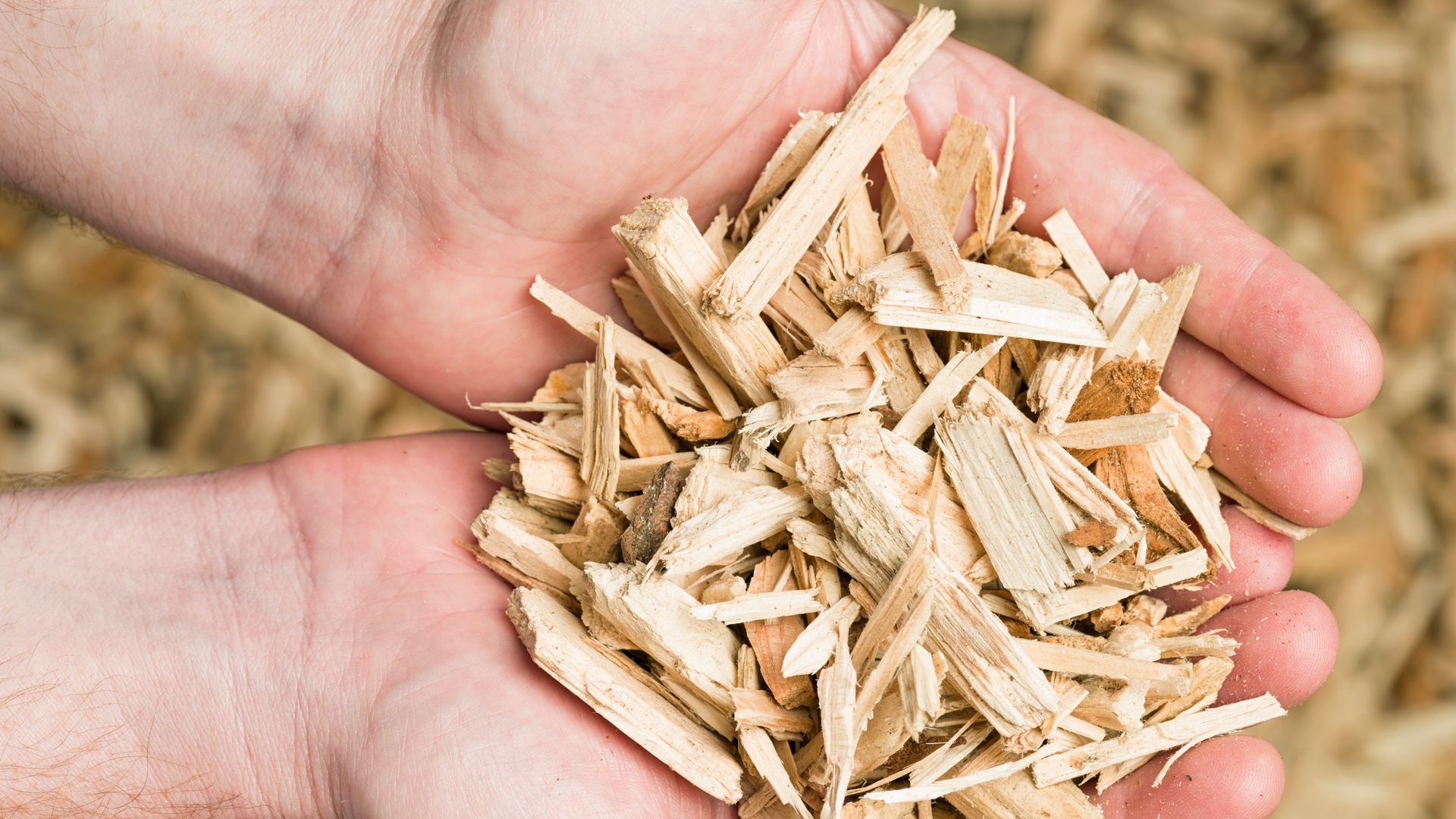 Major companies are teaming up in an effort to create the first "bioship" that would run on wood waste, in hopes of a greener future.