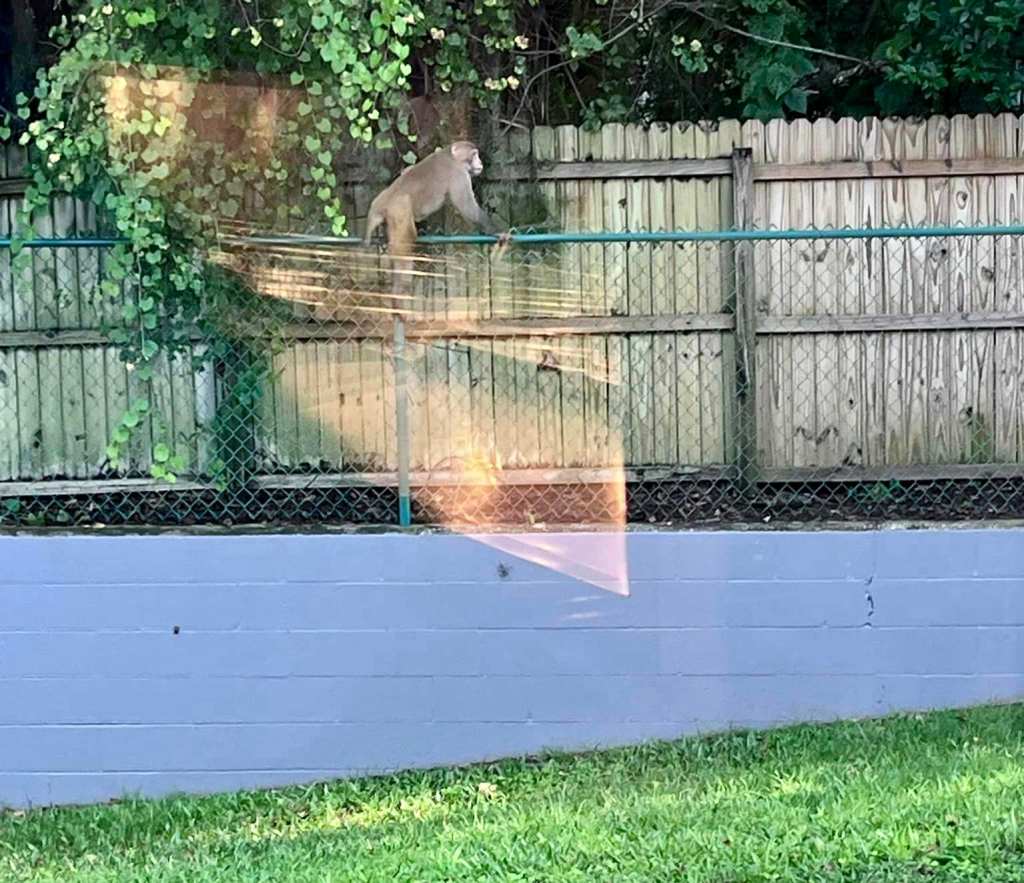 A photo of a wild rhesus macaque spotted in Orange City, Florida in August 2023 posted to Facebook by the Orange City Police Department.