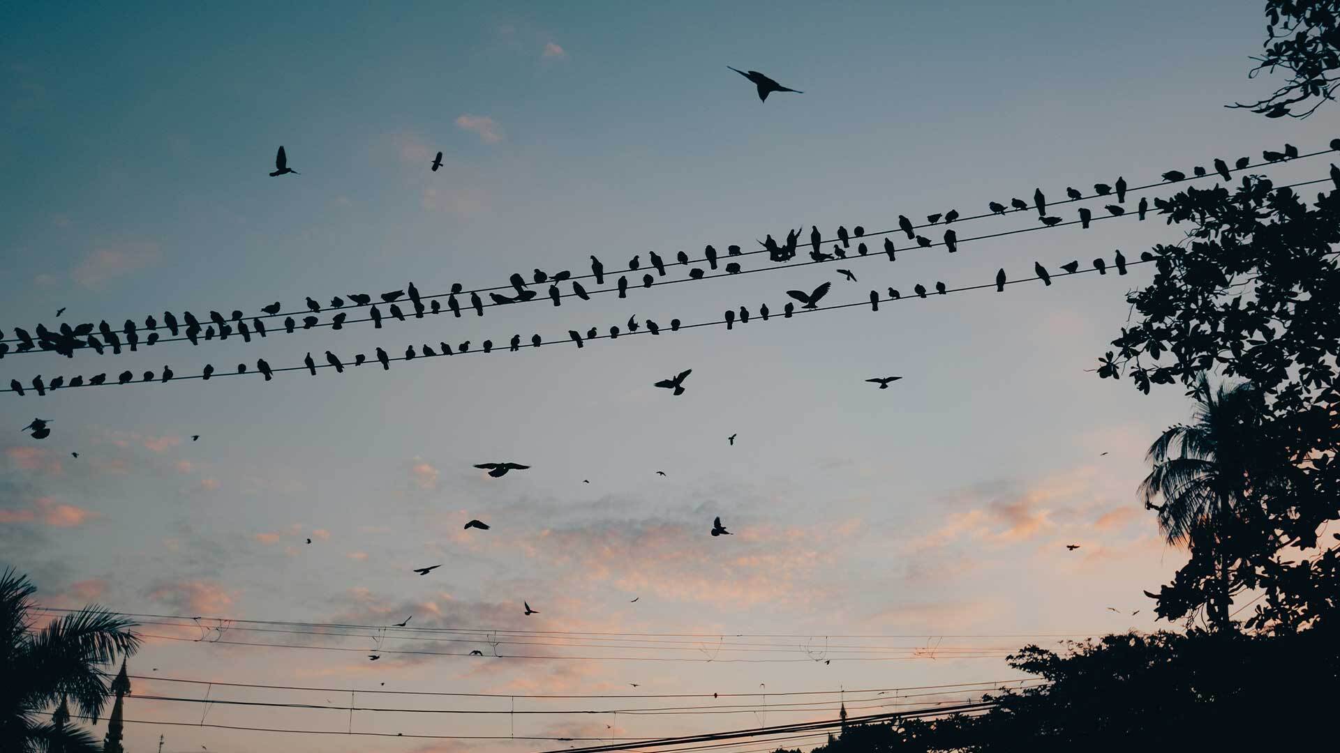 As bird flu (H5N1) spreads among mammals, Former CDC Director Dr. Robert Redfield warns of an inevitable bird flu pandemic.