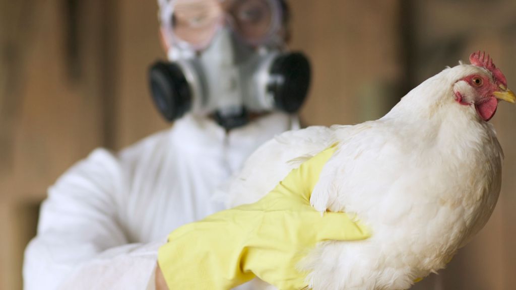 New human bird flu cases confirmed in Colorado