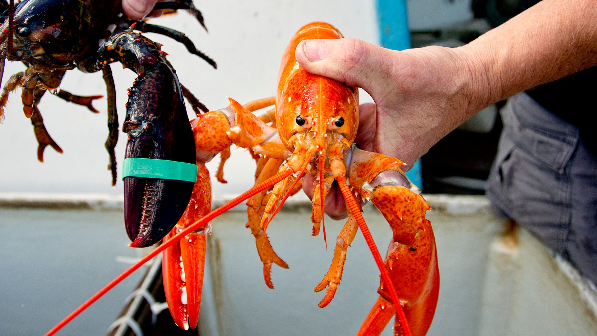 An extremely rare orange lobster was found at Red Lobster in Pueblo, Colorado. Fortunately, it didn't end up as someone's meal.