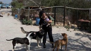 Animal rights activists are protesting a bill passed in Turkey allowing for the culling of millions of stray dogs across the country.