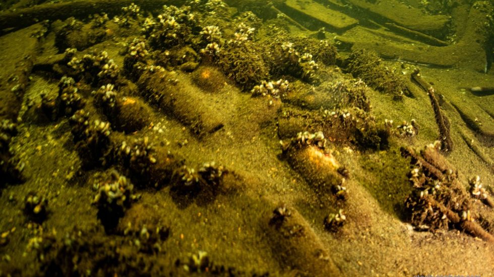 A team of divers found more than 100 bottles of champagne and mineral water off of the coast of Sweden within a 19th century shipwreck.