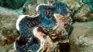 Researchers at Yale University are exploring how the natural adaptations of giant clams might lead to improvements in solar energy technology.