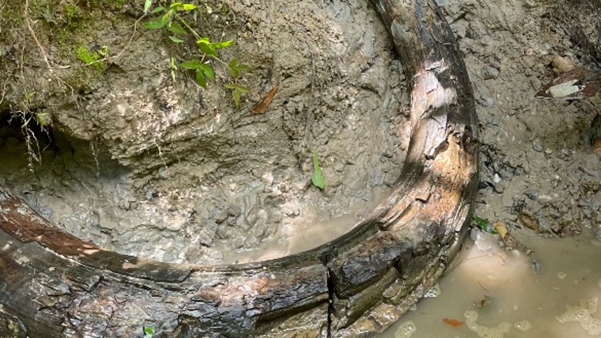 Fossil collector Eddie Templeton discovered a 7-foot-long tusk of a Columbian mammoth from the ice age in Mississippi.