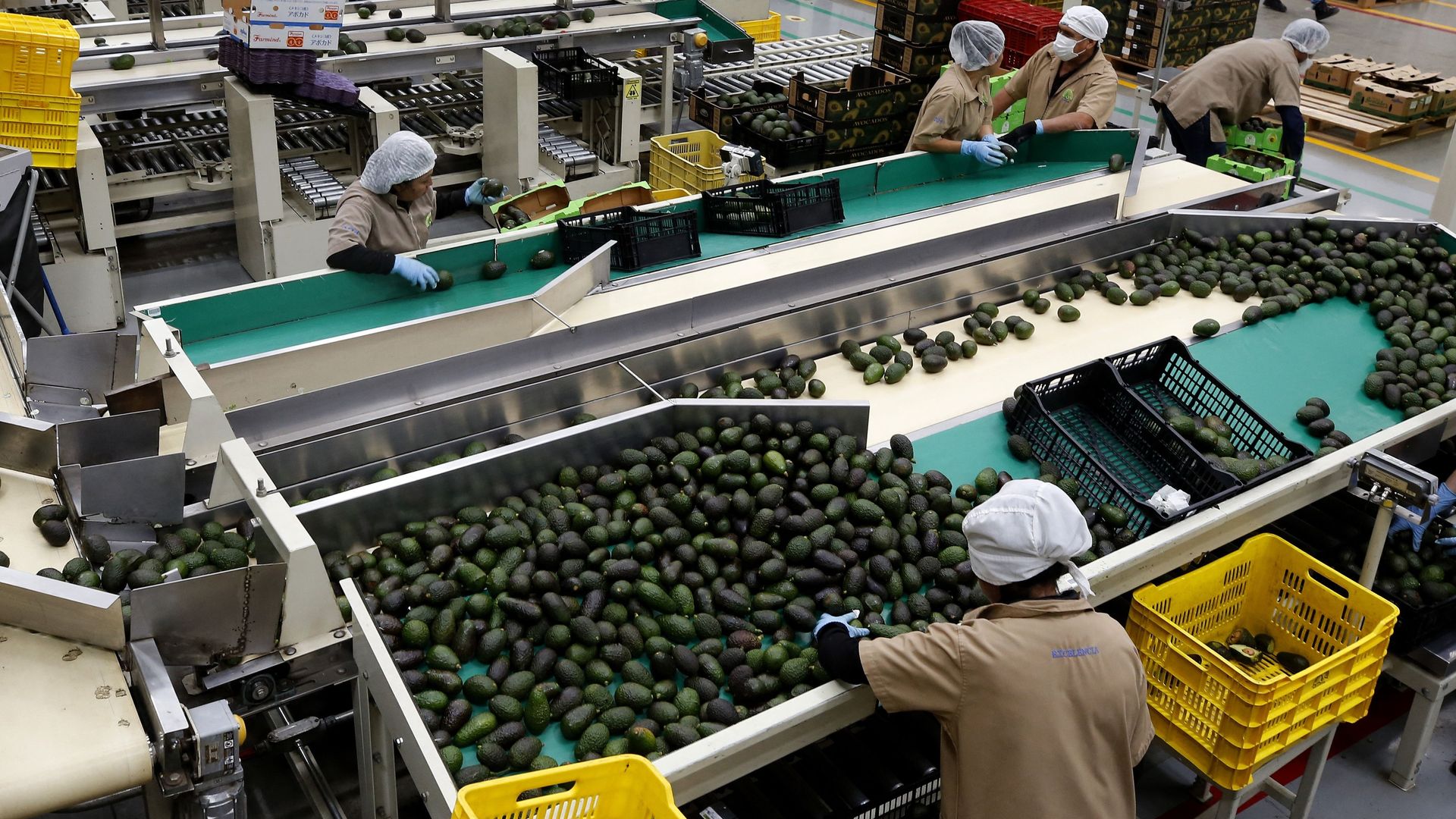 Mexican cartels are shifting their focus from drugs to running protection rackets around the increasingly valuable avocado trade.