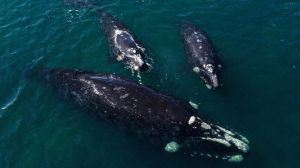 Almost $10 million is a big investment towards protecting one of the world's most endangered whale species.