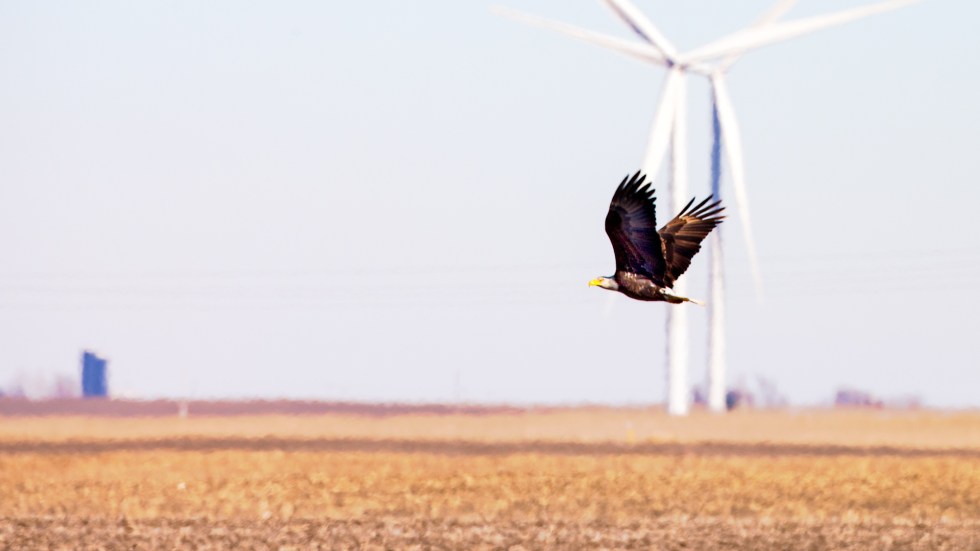 Former President Donald Trump is correct that wind turbines do kill birds, but the broader context reveals a more nuanced picture.