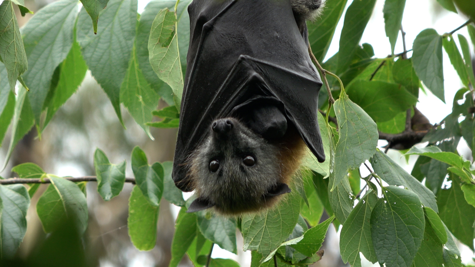 Wind turbine blades kill tens of thousands of bats in Australia annually, prompting ecologists to look into potential solutions.