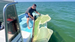 Additional debris from a damaged Vineyard Wind offshore turbine continues to wash up as the Harris campaign arrives for an event on Nantucket.