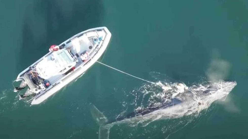 A rescue off Canada's Pacific coast has given one humpback whale a second chance at life after months tangled in fishing gear.