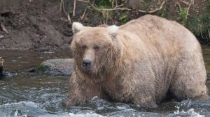 Fat Bear Week is coming, starting on Oct. 2 fans can vote on their favorite chubby bear until Oct. 8 at an Alaska national park.