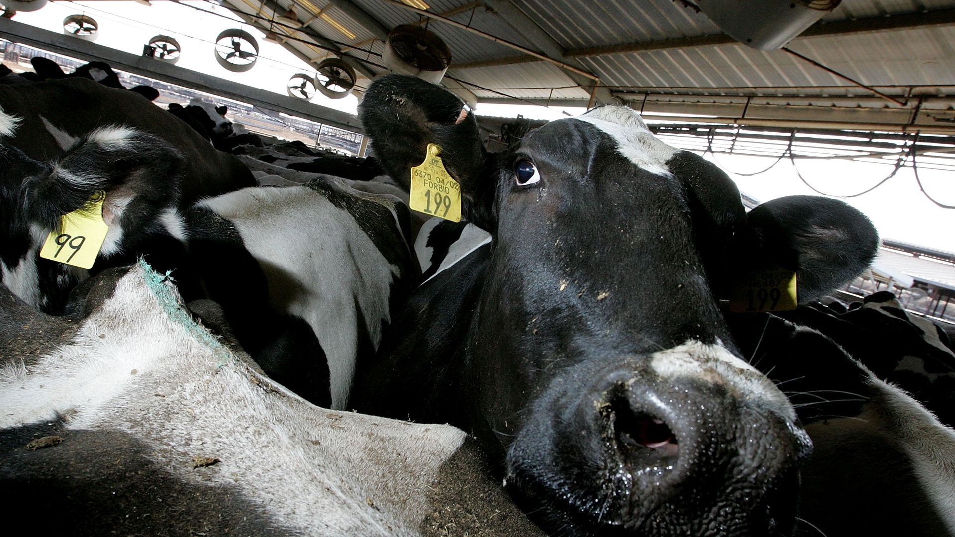 The cases of Bird Flu among dairy herds have now doubled in California in just a few days.