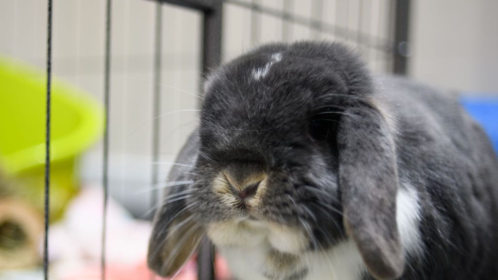 Petco stops sale of rabbits after backlash from animal rights group