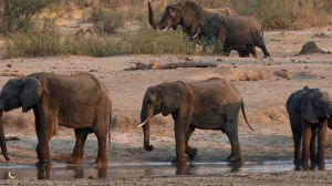 Wildlife officials say that Zimbabwe will cull 200 elephants to feed its population which is facing a hunger crisis due to severe drought.