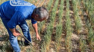 Climate change is significantly affecting agriculture, particularly wheat, with some regions being more impacted than others.