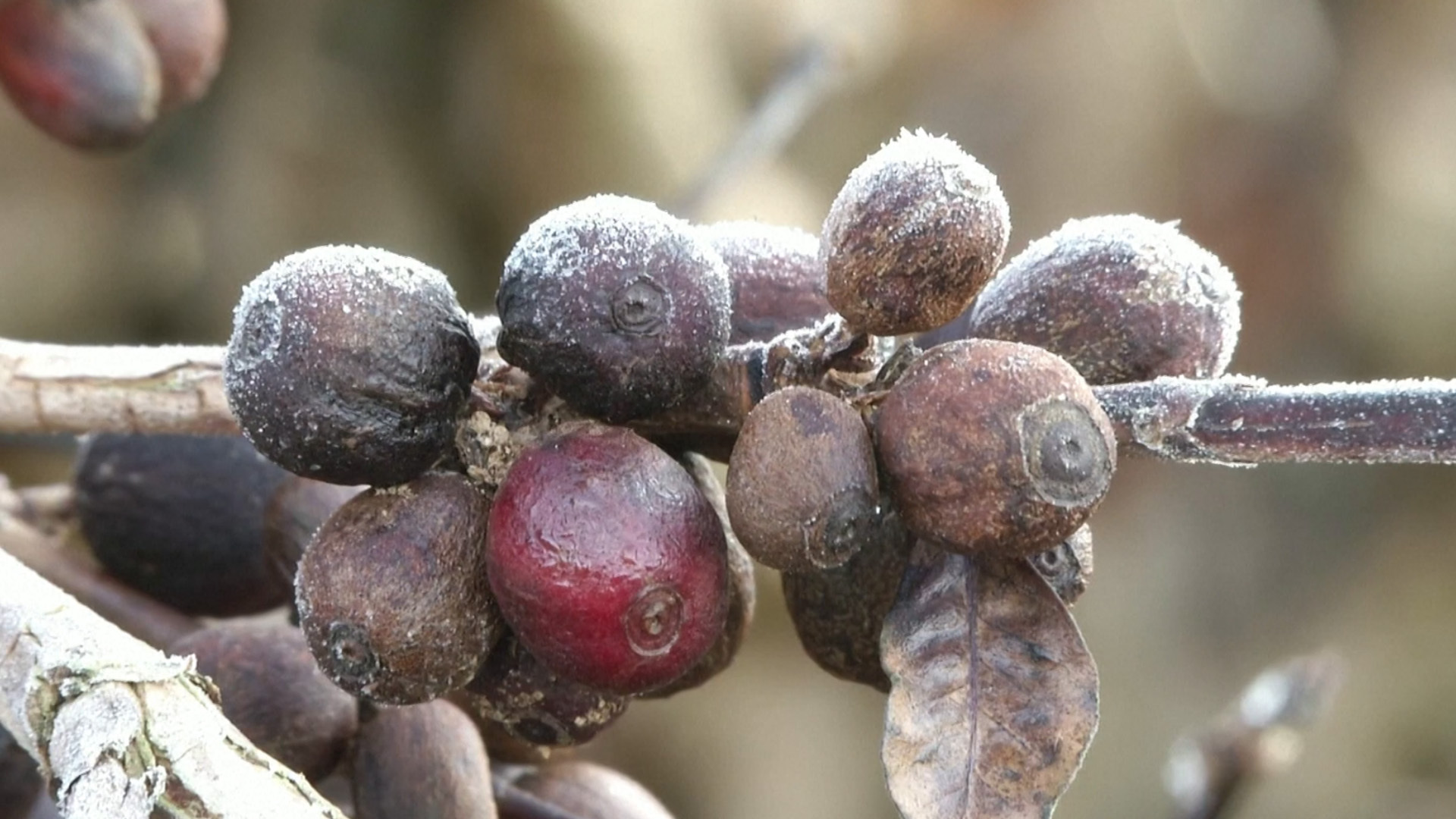 When weather made arabica coffee more expensive, consumers traded down to robusta beans. Now robusta prices are so high, thieves are targeting crops.