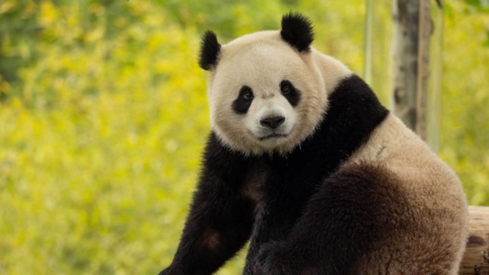 As the National Zoo prepares for the arrival of two new pandas later this year, it's getting some major financial support.