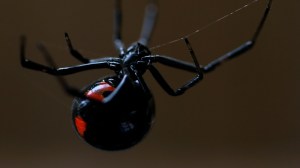 Scientists have decoded the deadly secret behind the black widow spider's venom and it's being called a complex "cocktail of toxins."