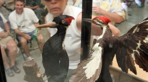 A giant woodpecker that once roamed large swaths of the United States may be making a comeback thanks to the help of cloning.