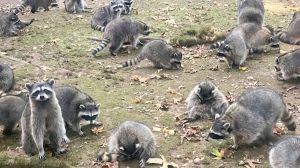 A Washington woman says she's been hounded for food by dozens of raccoons.