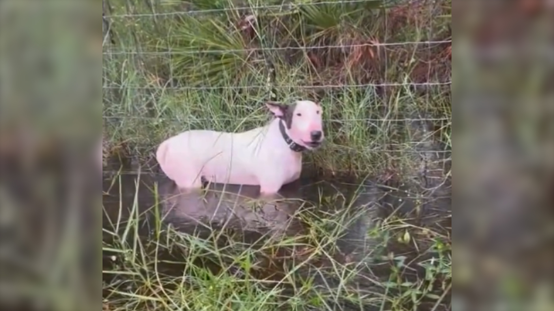 A dog owner who allegedly tied his pet to fence and abandoned it as he evacuated Florida during Hurricane Milton now faces animal cruelty charges.