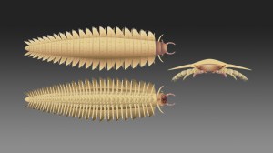 New details are emerging about one of the largest bugs ever to live on planet Earth, a 9-foot-long insect that resembled a millipede.